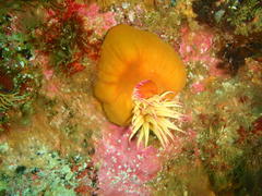 Pseudactinia flagellifera