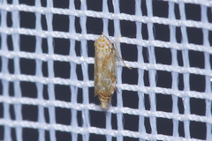 Errastunus ocellaris