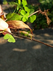 Orchelimum silvaticum