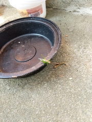 Orchelimum silvaticum