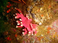 Stylaster nobilis