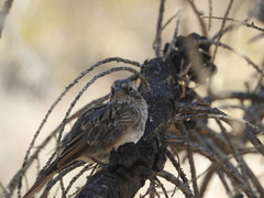 Zonotrichia capensis