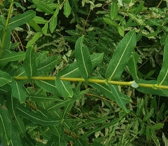 Salix integra