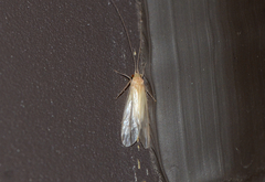 Hydropsychoidea