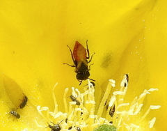 Macrotera