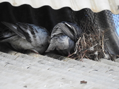Columba livia domestica