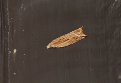 Bactra venosana
