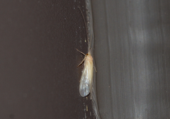 Hydropsychoidea