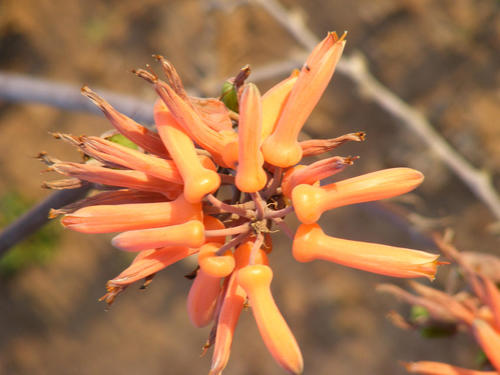 Umfolozi Spotted Aloe (Aloe umfoloziensis)