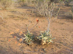 Aloe umfoloziensis