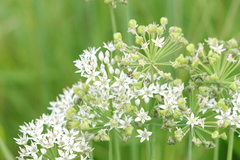 Allium tuberosum