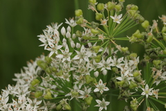 Allium tuberosum