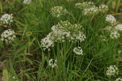 Allium tuberosum