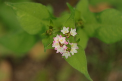 Persicaria thunbergii