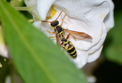 Polistes chinensis