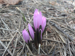 Colchicum bulbocodium versicolor