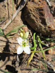 Ornithogalum dubium