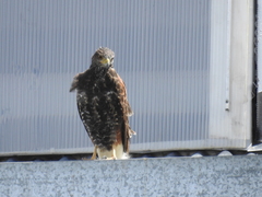 Parabuteo unicinctus
