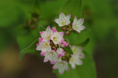 Persicaria thunbergii