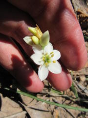 Ornithogalum dubium