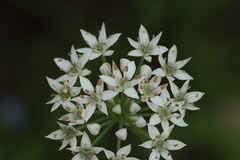 Allium tuberosum