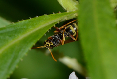Polistes chinensis