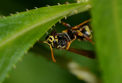 Polistes chinensis