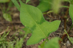 Persicaria thunbergii