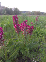Pedicularis dasystachys