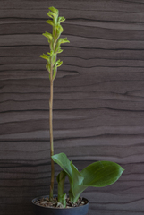 Sarcoglottis curvisepala