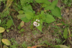 Persicaria thunbergii