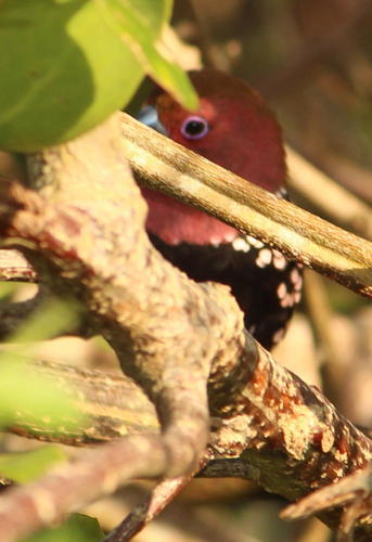 Pink-throated Twinspot (Hypargos margaritatus), photo 7