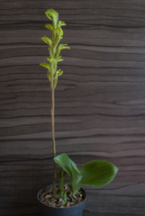 Sarcoglottis curvisepala