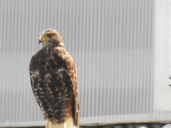Parabuteo unicinctus