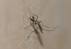 Armigeres subalbatus