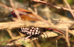 Hypargos margaritatus