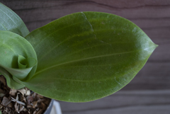 Sarcoglottis curvisepala