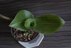 Sarcoglottis curvisepala