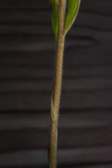 Sarcoglottis curvisepala