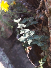 Myriopteris lindheimeri