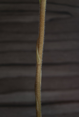 Sarcoglottis curvisepala