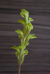 Sarcoglottis curvisepala