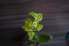 Sarcoglottis curvisepala