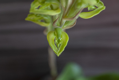 Sarcoglottis curvisepala