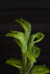 Sarcoglottis curvisepala