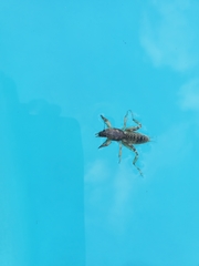 Neoscapteriscus abbreviatus