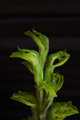 Sarcoglottis curvisepala