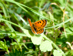 Lycaena ottomanus