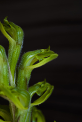 Sarcoglottis curvisepala