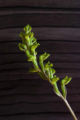 Sarcoglottis curvisepala